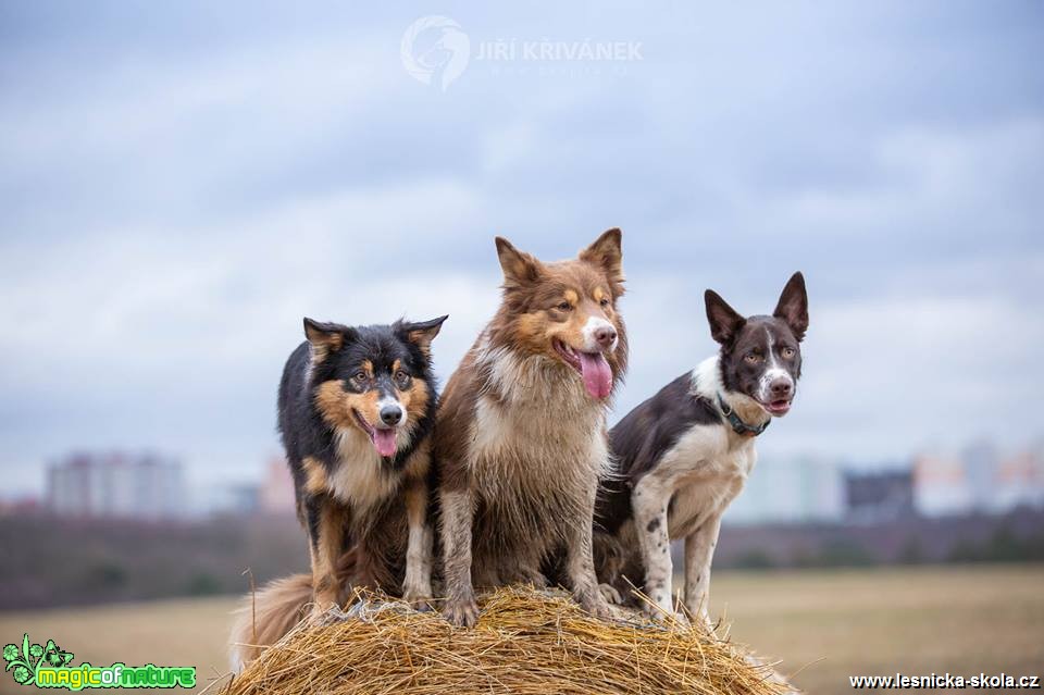 Fotohrátky s pejsky - Foto Jiří Křivánek 0219 (5)