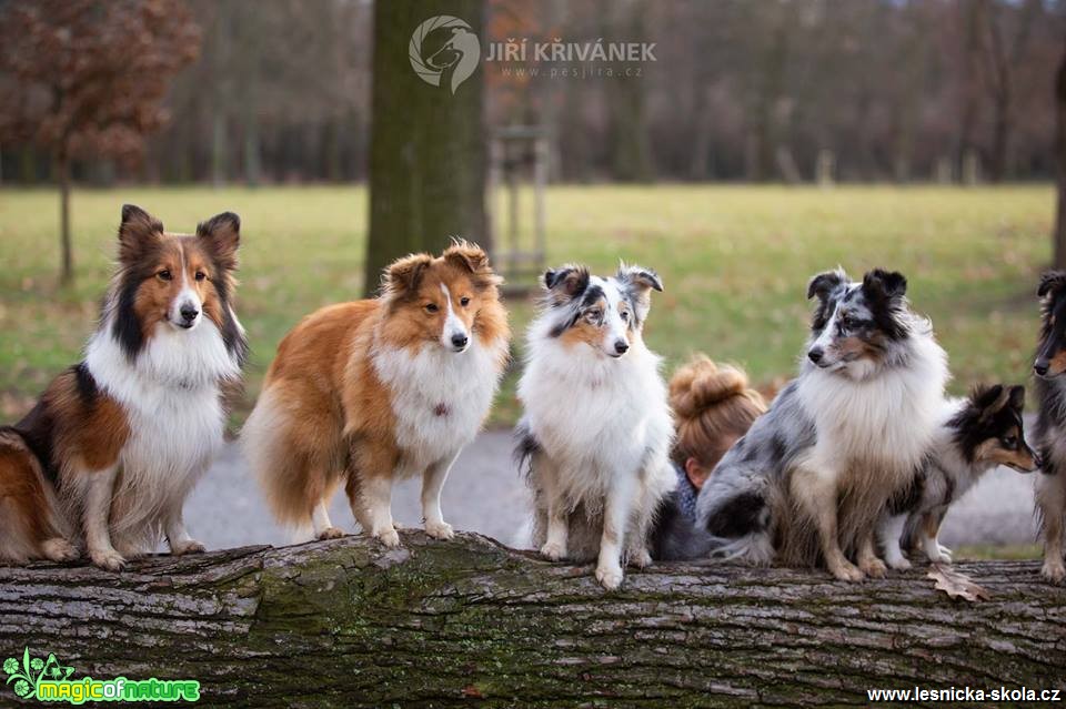 Fotohrátky s pejsky - Foto Jiří Křivánek 0219 (6)