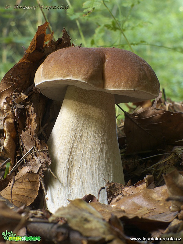 Hřib dubový - Boletus reticulatus - Foto Robert Kopecký 0119