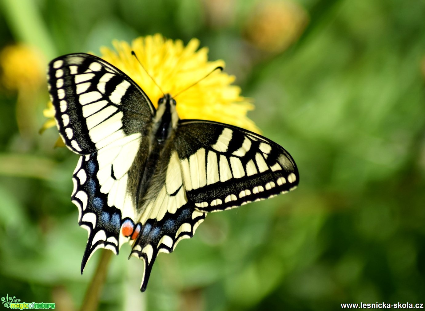 Otakárek fenyklový - Papilio machaon - Foto Marie Žďánská 0319 (1)