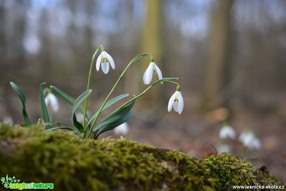 Sněženka podsněžník - Foto Marie Vykydalová 0319