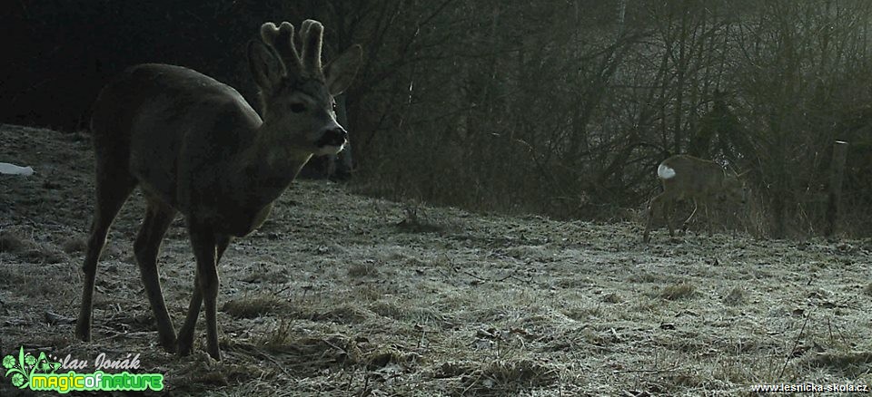 Naše krásná Vysočina - Foto Ladislav Jonák 0319 (1)