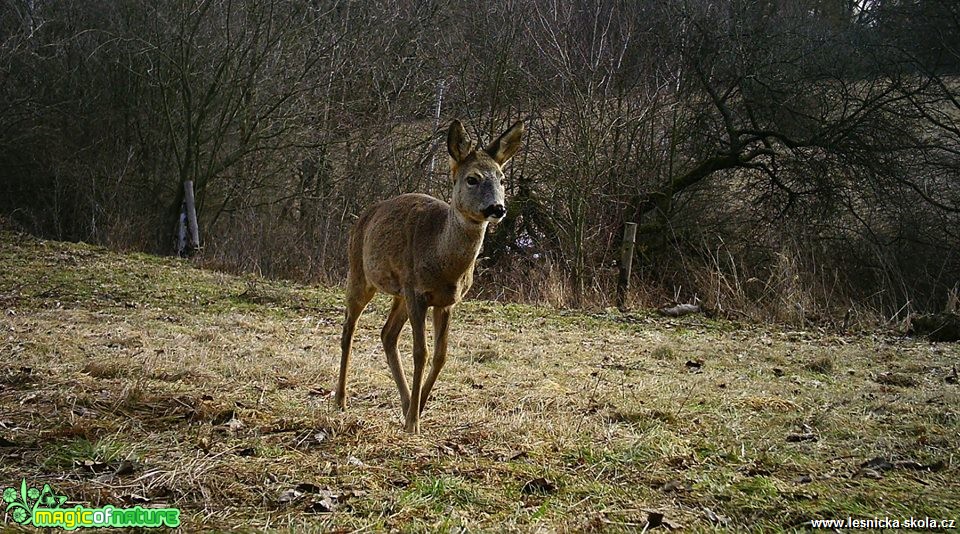 Naše krásná Vysočina - Foto Ladislav Jonák 0319 (2)