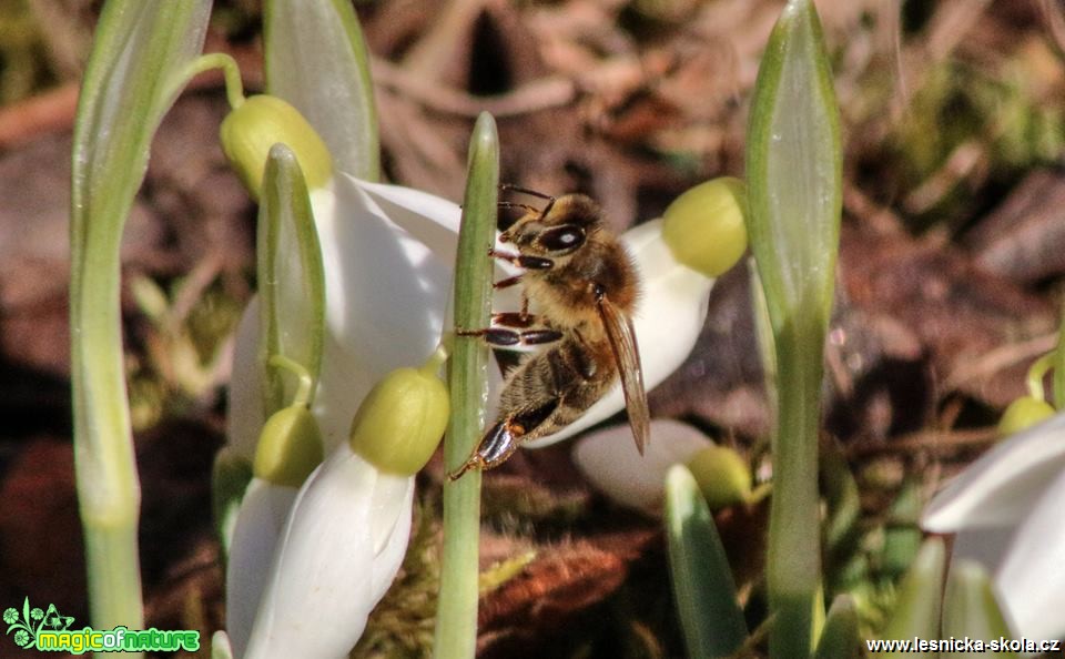 Přichází jaro - Foto Ladislav Jonák 0319