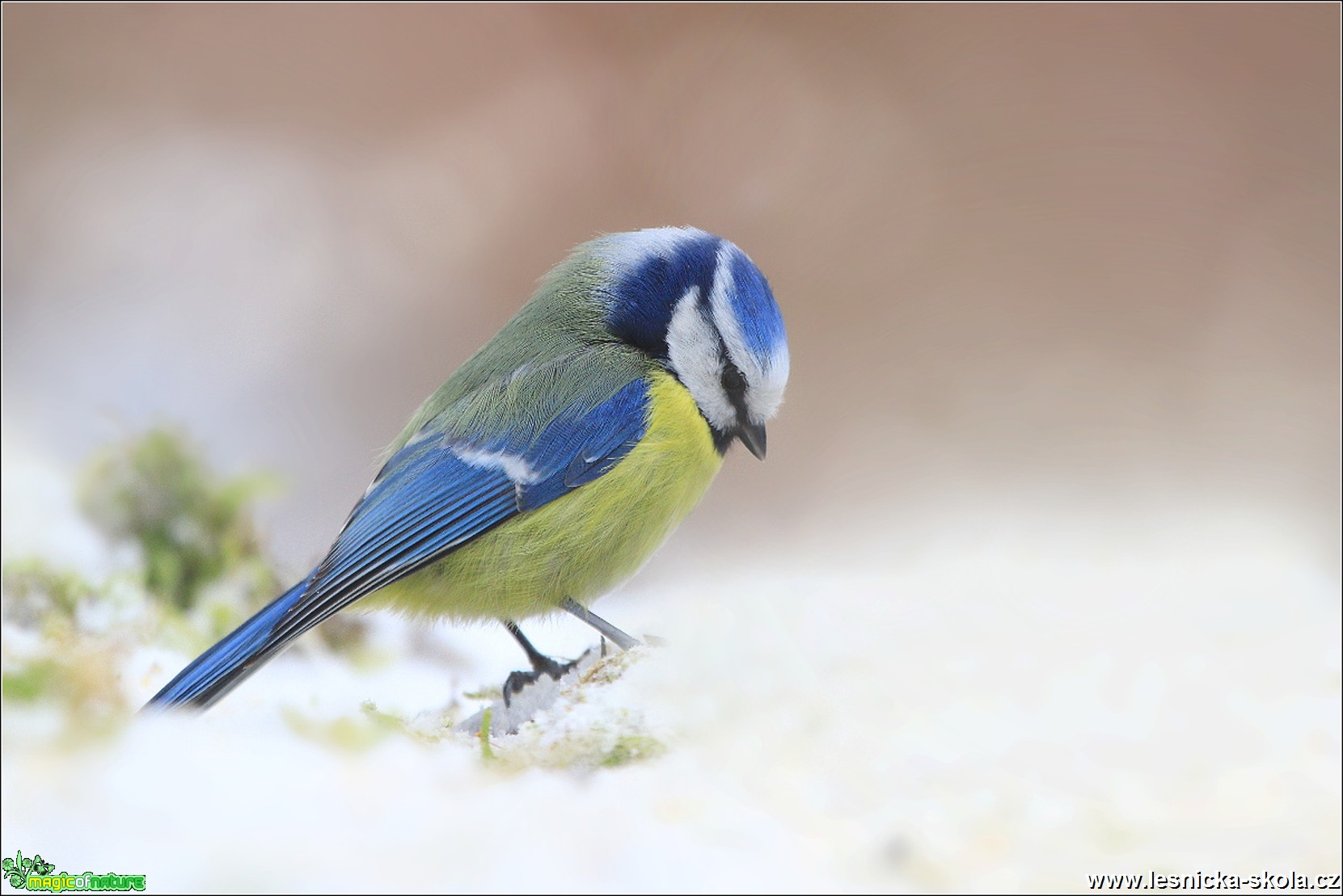 Sýkora modřinka - Cyanistes caeruleus - Foto Monika Suržinová 0319