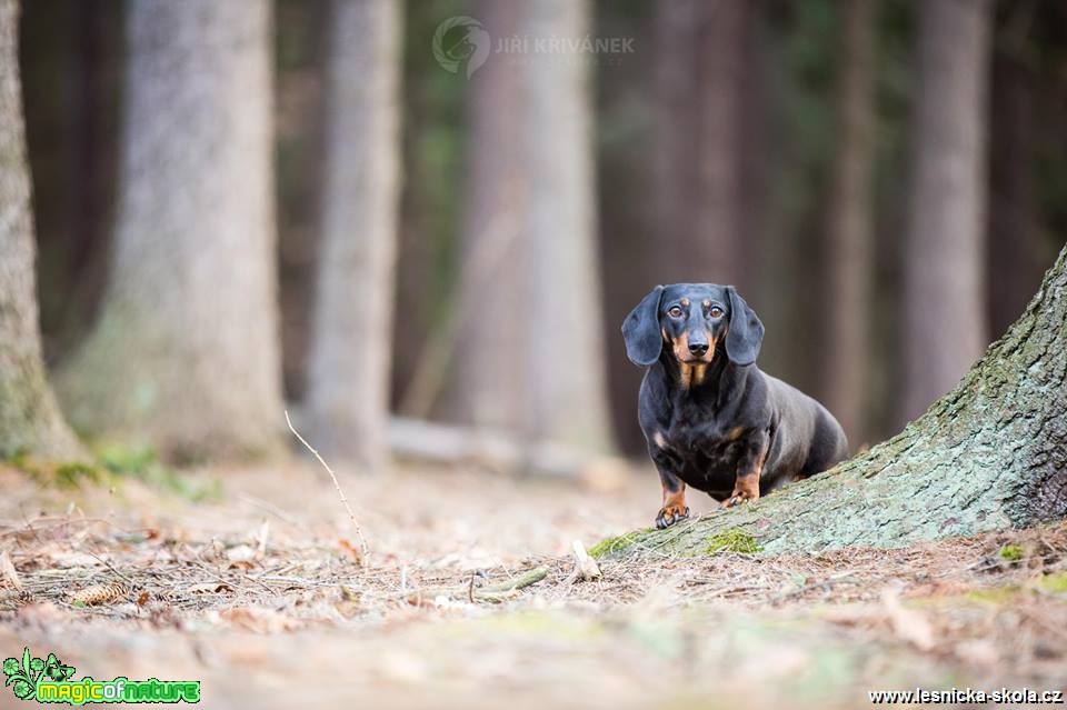 Fotohrátky se psy - Foto Jiří Křivánek 0319 (1)