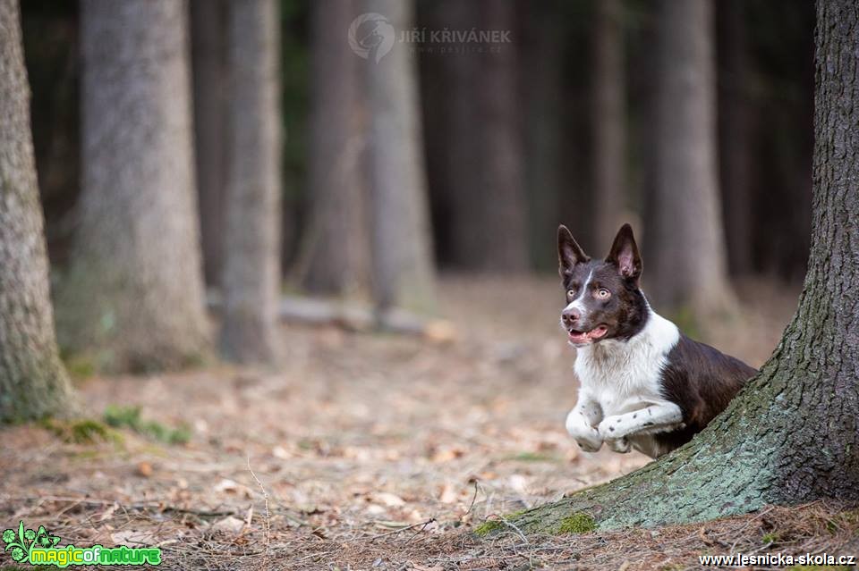 Fotohrátky se psy - Foto Jiří Křivánek 0319 (2)