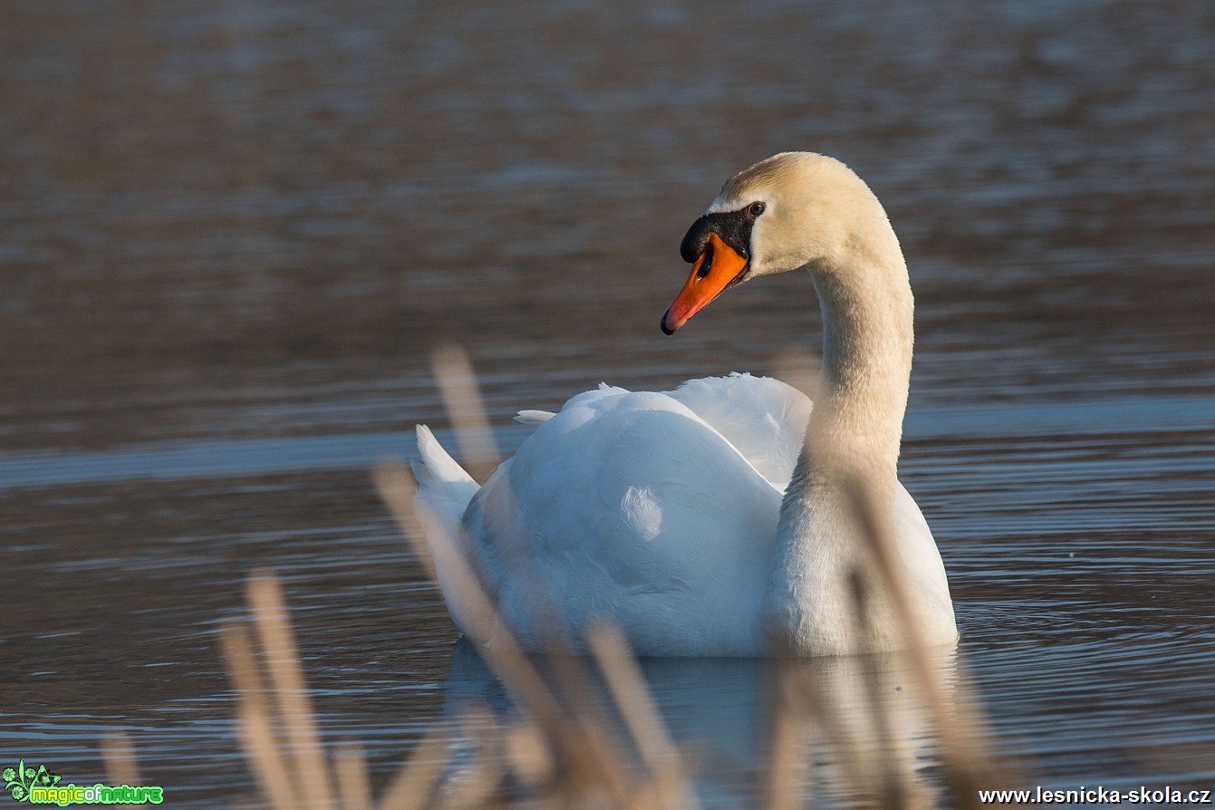 Labuť velká - Cygnus olor - Lobendava - Foto Zbyněk Tomek 0319 (1)