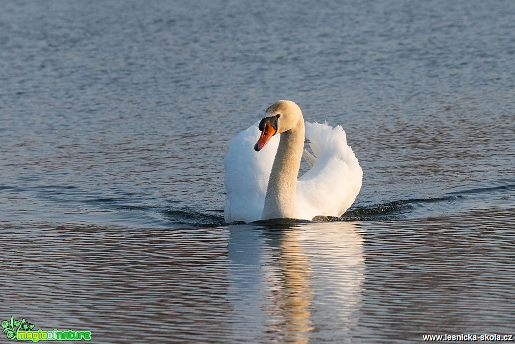 Labuť velká - Cygnus olor - Lobendava - Foto Zbyněk Tomek 0319 (3)