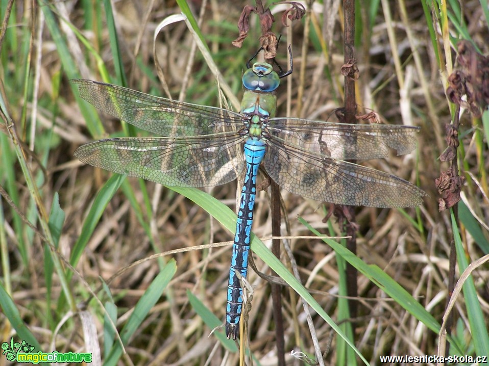 Šídlo královské - Anax imperator - Foto Marie Žďánská 0319