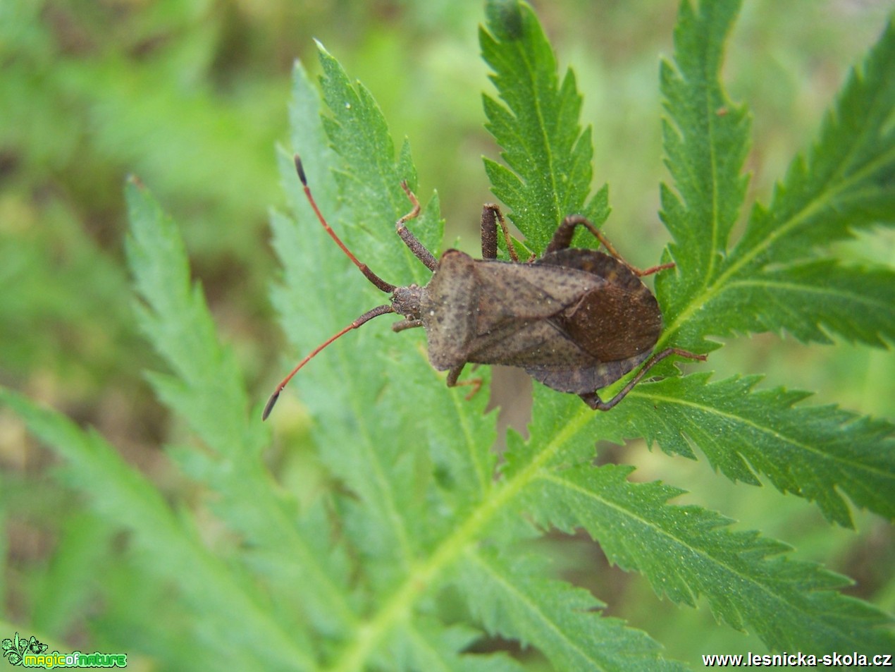 Vroubenka smrdutá - Coreus marginatus - Foto  Marie Žďánská 0319 (1)