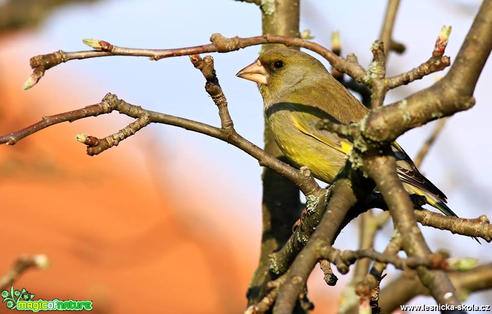 Zvonek zelený - Chloris chloris - Foto Pavel Balazka 0419 (1)