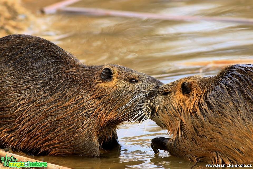 Nutrie říční - Myocastor coypus - Foto Pavel Balazka 0419 (2)