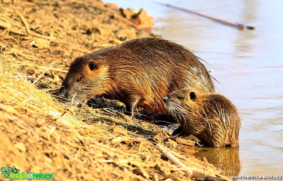 Nutrie říční - Myocastor coypus - Foto Pavel Balazka 0419 (3)