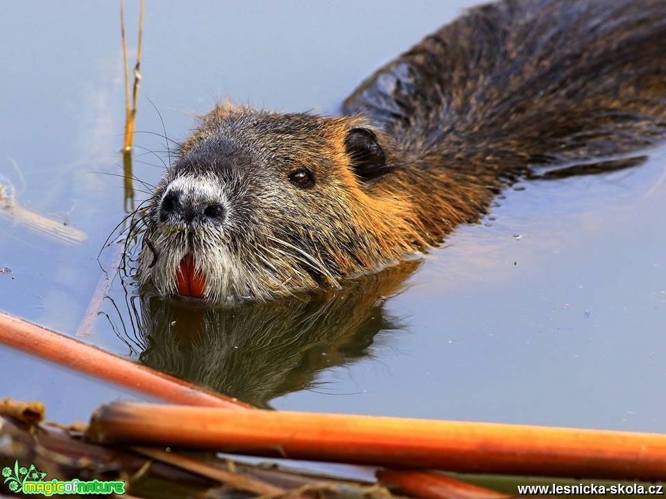 Nutrie říční - Myocastor coypus - Foto Pavel Balazka 0419 (4)