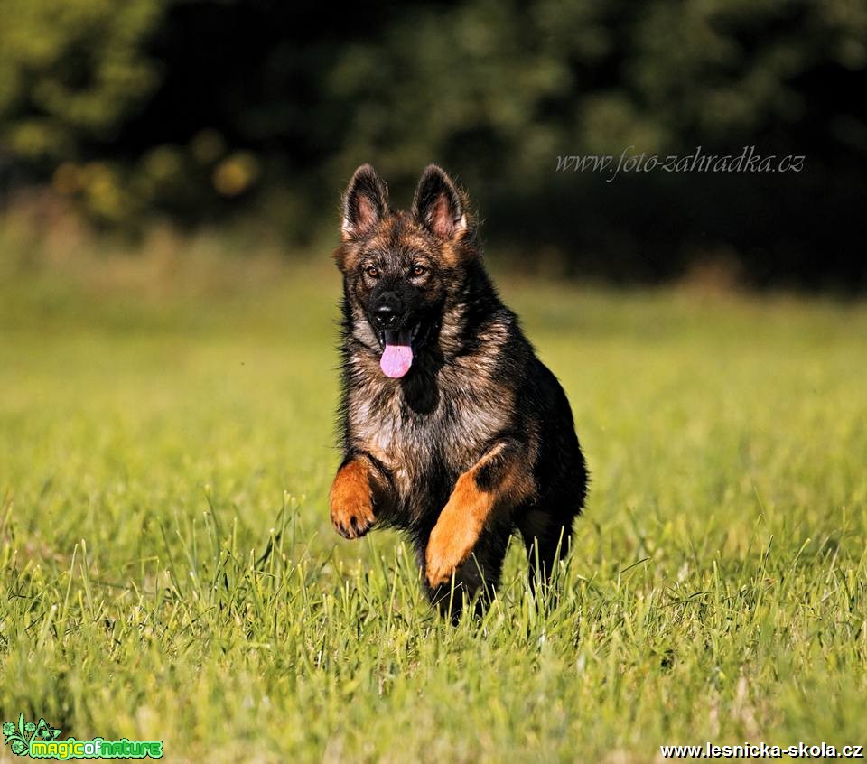 V louce - Foto Lukáš Zahrádka 0419