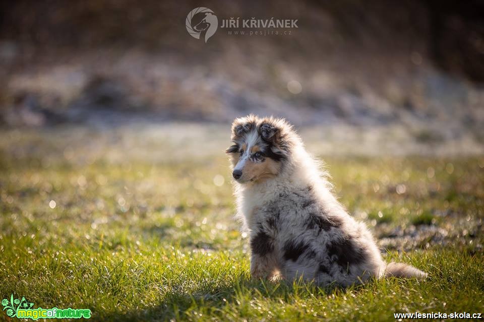 Psí fotohrátky - Foto Jiří Křivánek 0419 (3)