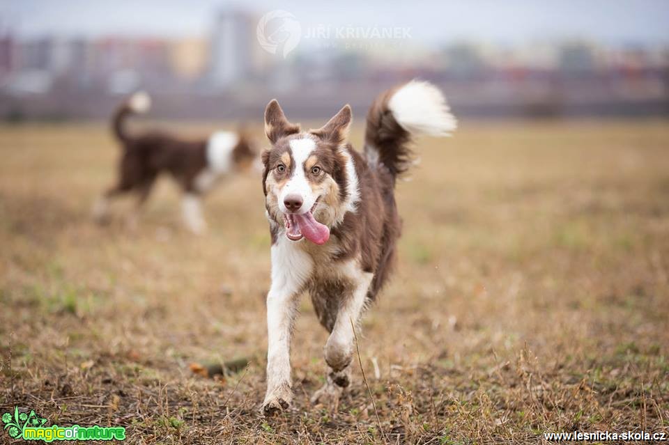 Psí fotohrátky - Foto Jiří Křivánek 0419 (5)