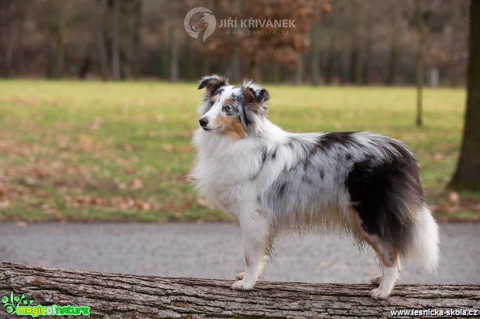 Psí fotohrátky - Foto Jiří Křivánek 0419 (7)