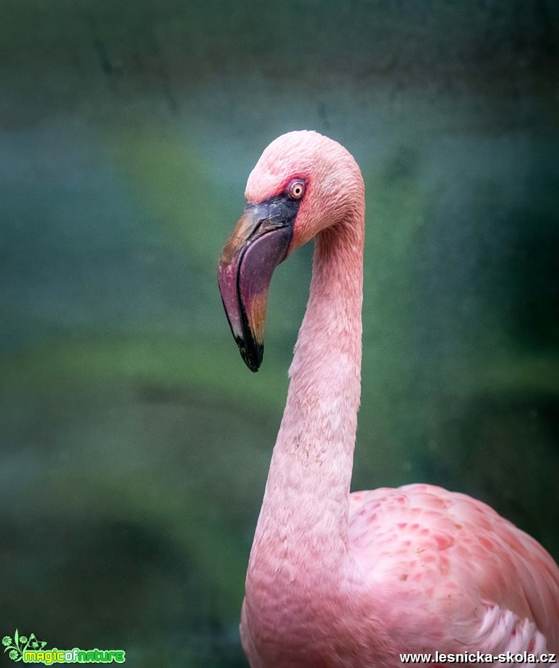 V ZOO Hluboká - Foto Ladislav Hanousek 0419 (5)