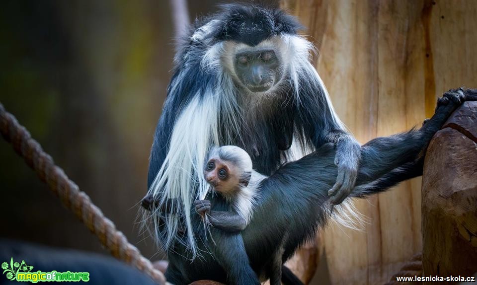 V ZOO Hluboká - Foto Ladislav Hanousek 0419 (4)