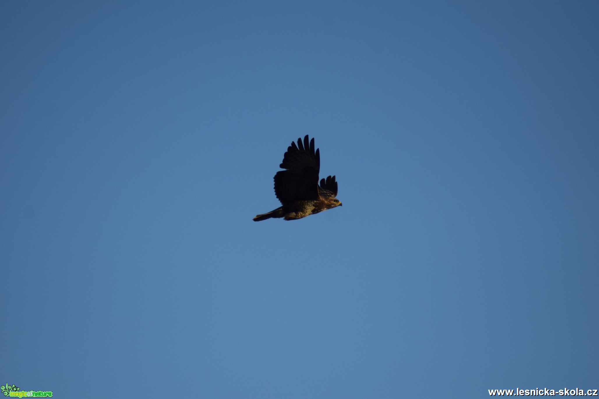 Káně lesní - Buteo buteo - - fáze letu - Foto Marie Žďánská (2)