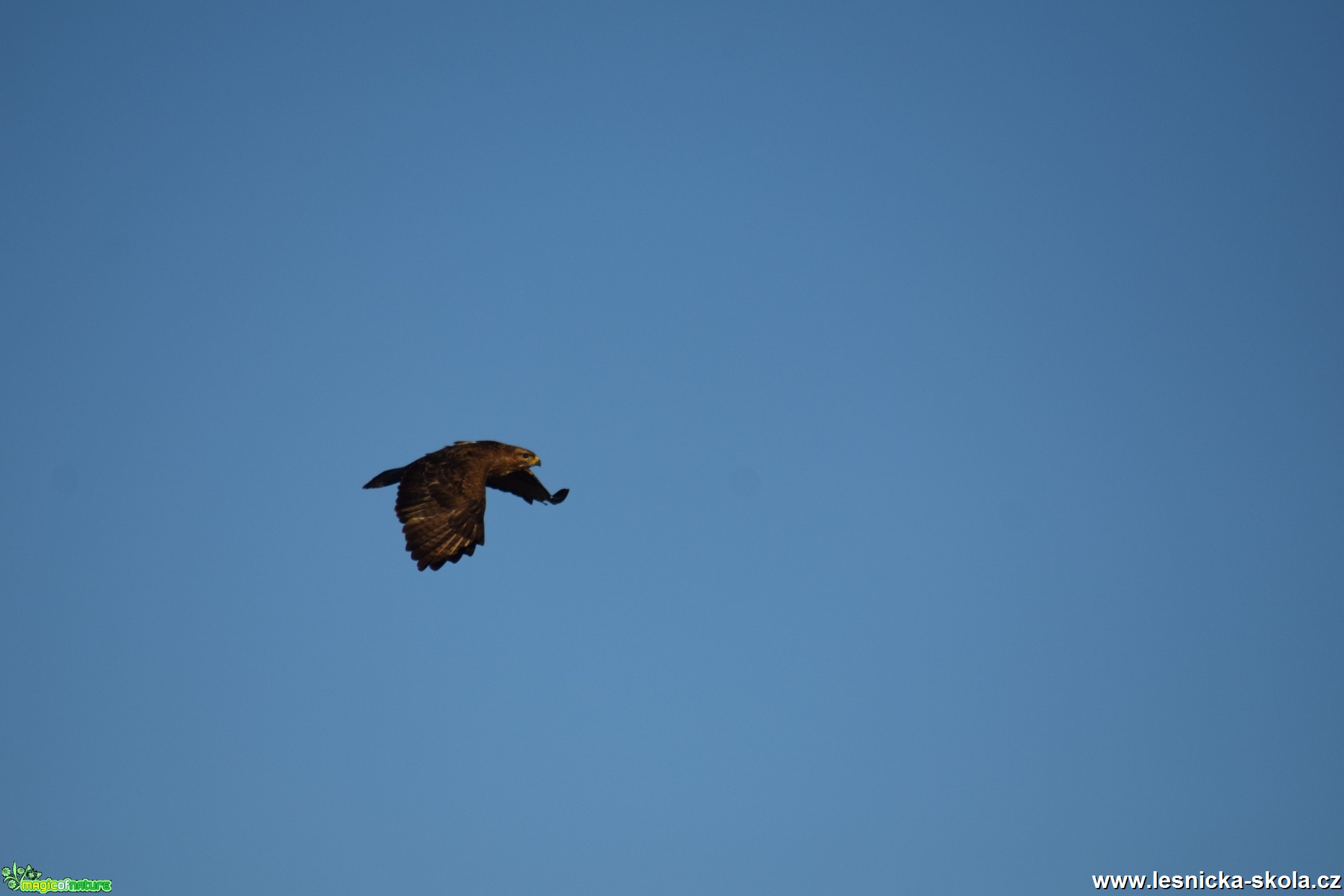 Káně lesní - Buteo buteo - - fáze letu - Foto Marie Žďánská (3)