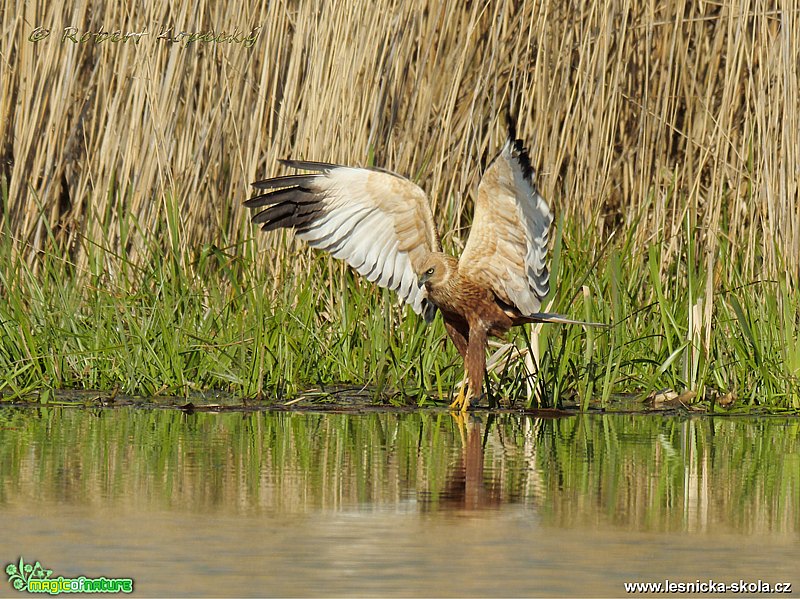 Moták pochop - Circus aeruginosus - Foto Robert Kopecký 0219