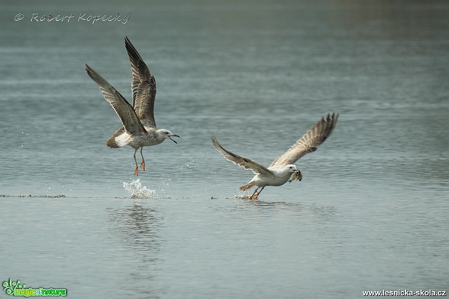 Racek bělohlavý - Larus cachinnans - Foto Robert Kopecký 0219