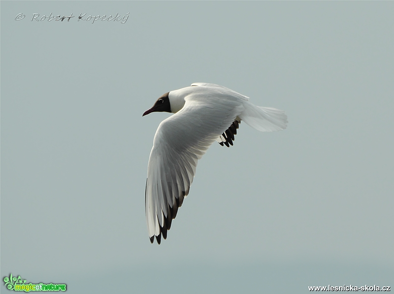 Racek chechtavý - Larus ridibundus - Foto Robert Kopecký 0219