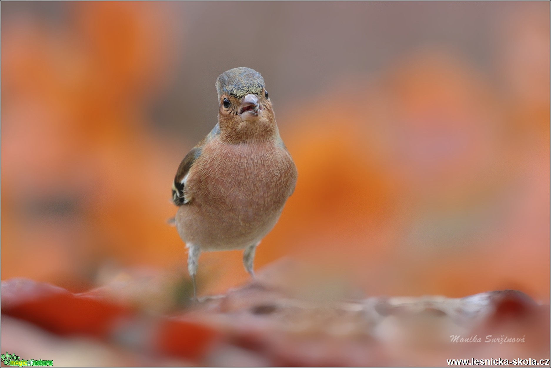 Pěnkava obecná - Fringilla coelebs - Foto Monika Suržinová 0519