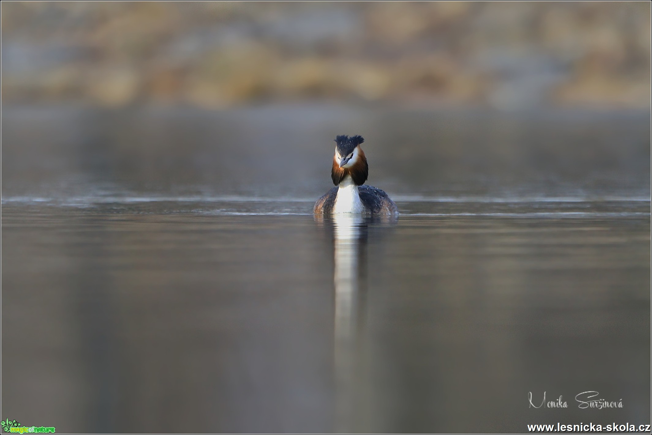 Potápka roháč - Podiceps cristatus - Foto Monika Suržinová 0519 (1)