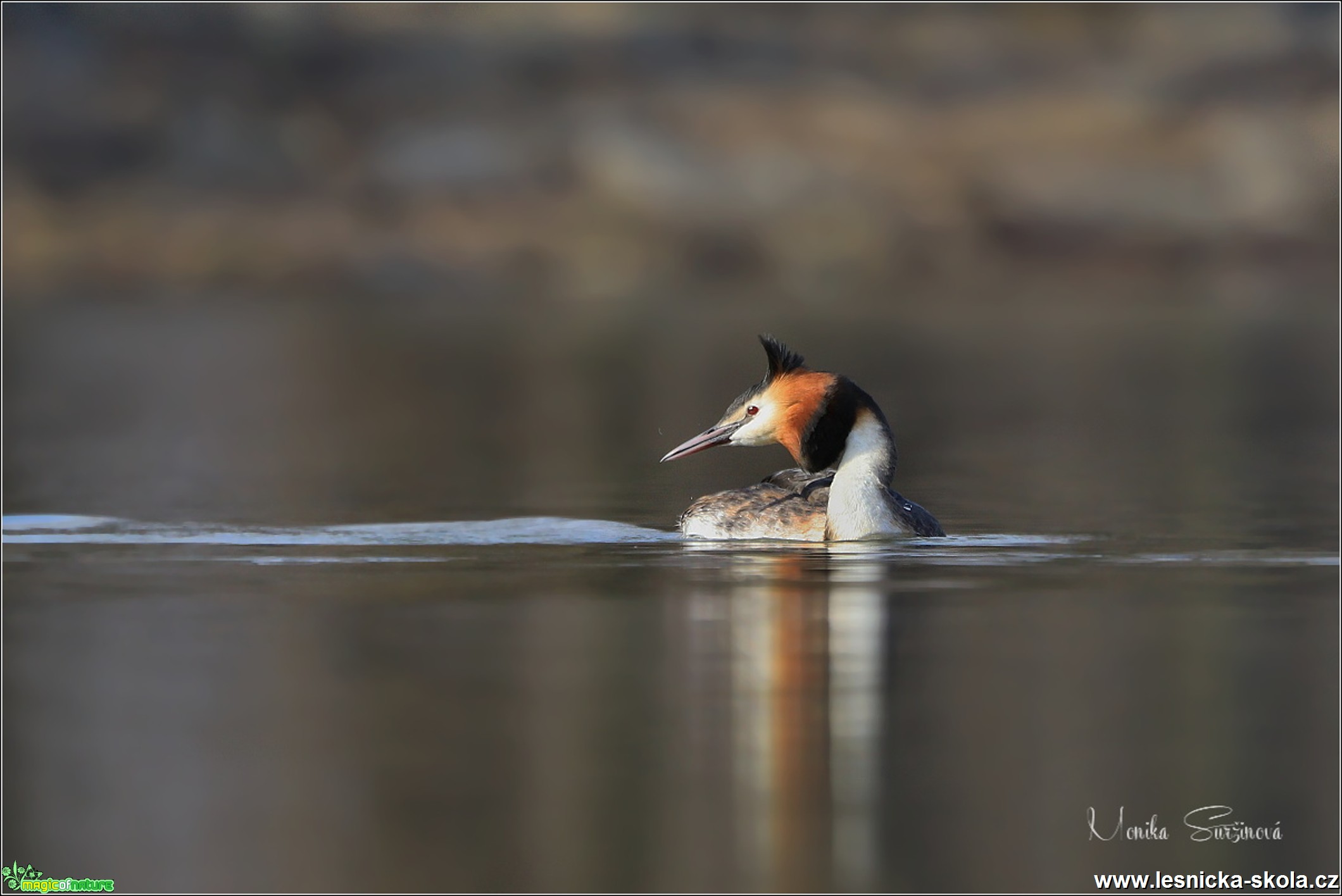 Potápka roháč - Podiceps cristatus - Foto Monika Suržinová 0519 (2)