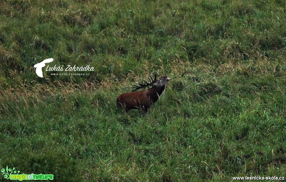 Jelení troubení - Foto Lukáš Zahrádka 0519