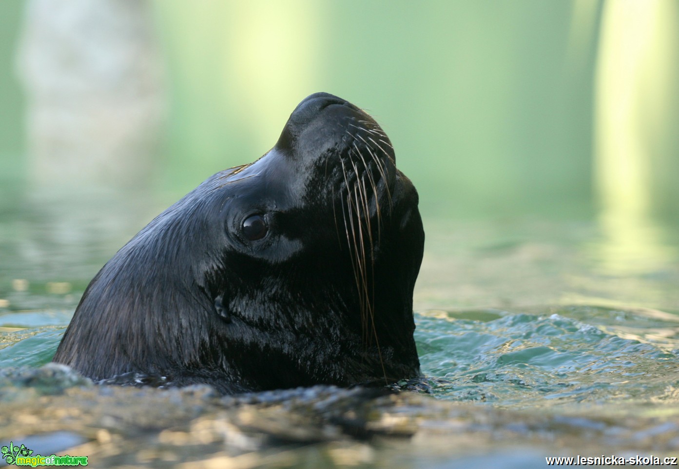 ZOO Liberec - Lachtan hřivnatý - Foto Angelika Špicarová