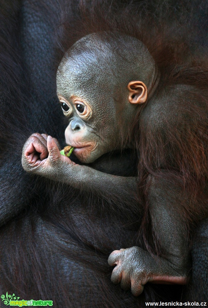 ZOO Ústí nad Labem - Orangutan bornejský - Foto Angelika Špicarová 0519