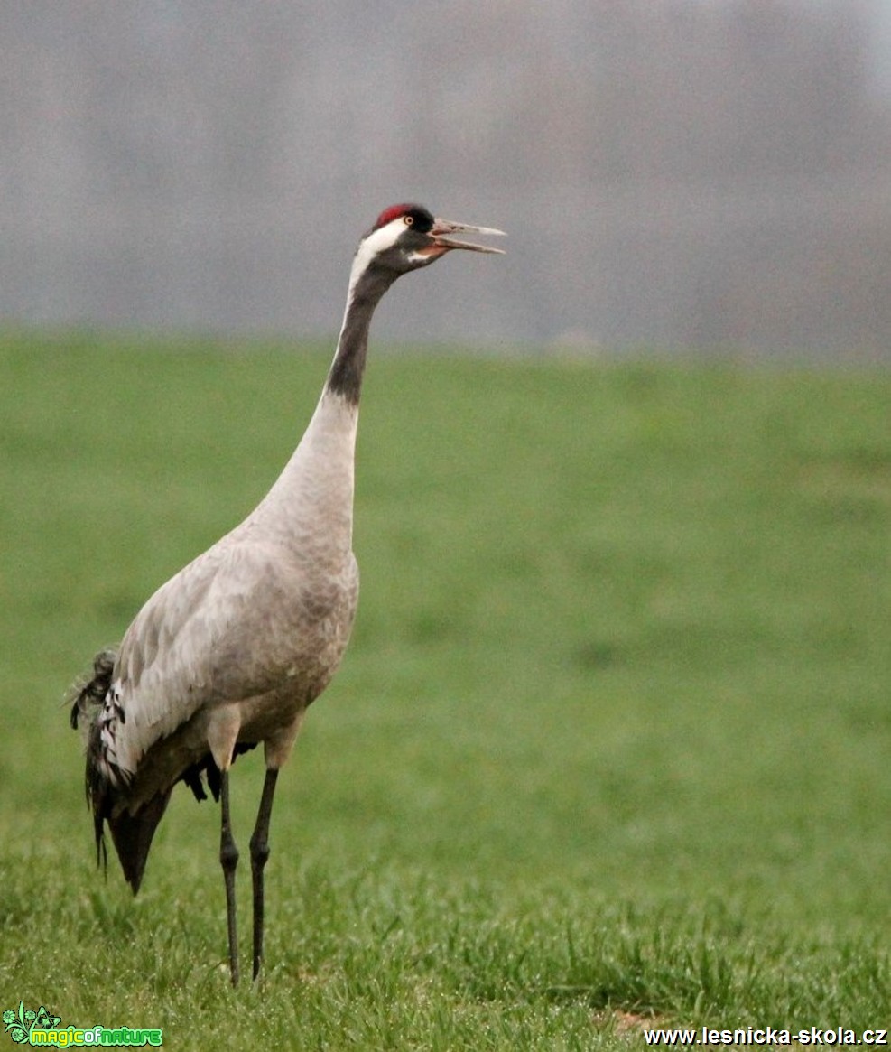 Jeřáb popelavý - Grus grus - Foto František Novotný 0519 (2)