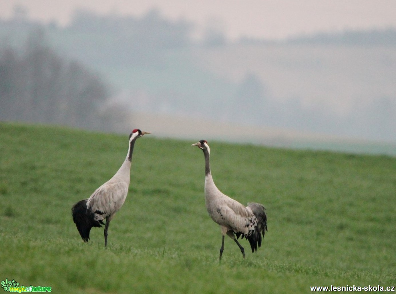 Jeřáb popelavý - Grus grus - Foto František Novotný 0519 (5)