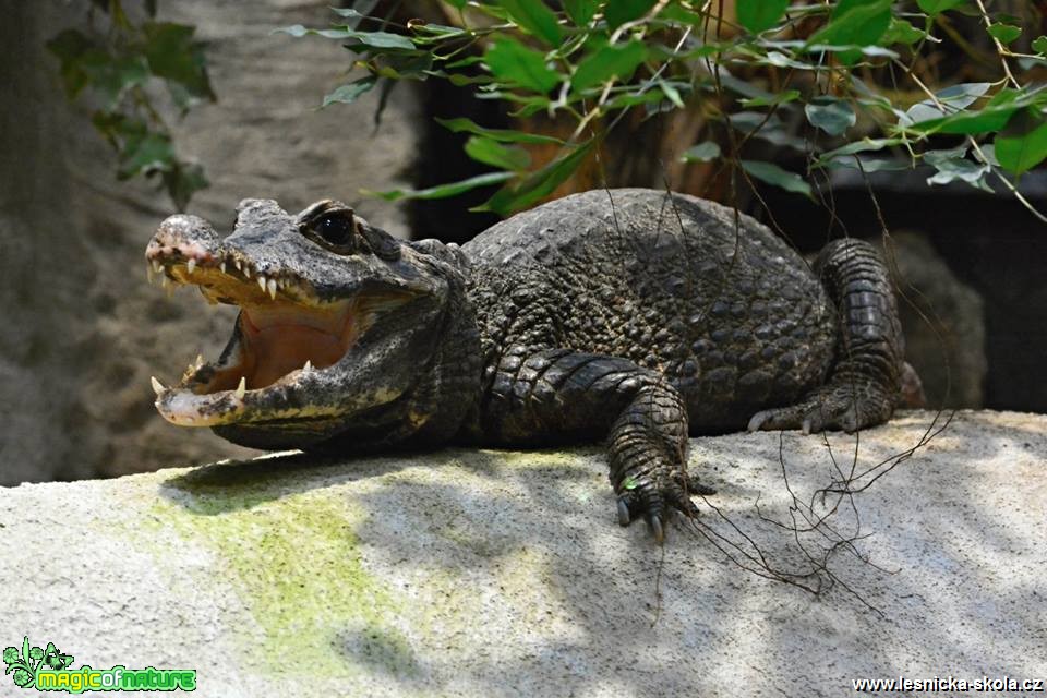 ZOO Jihlava - Foto Marie Vykydalová 0419 (1)