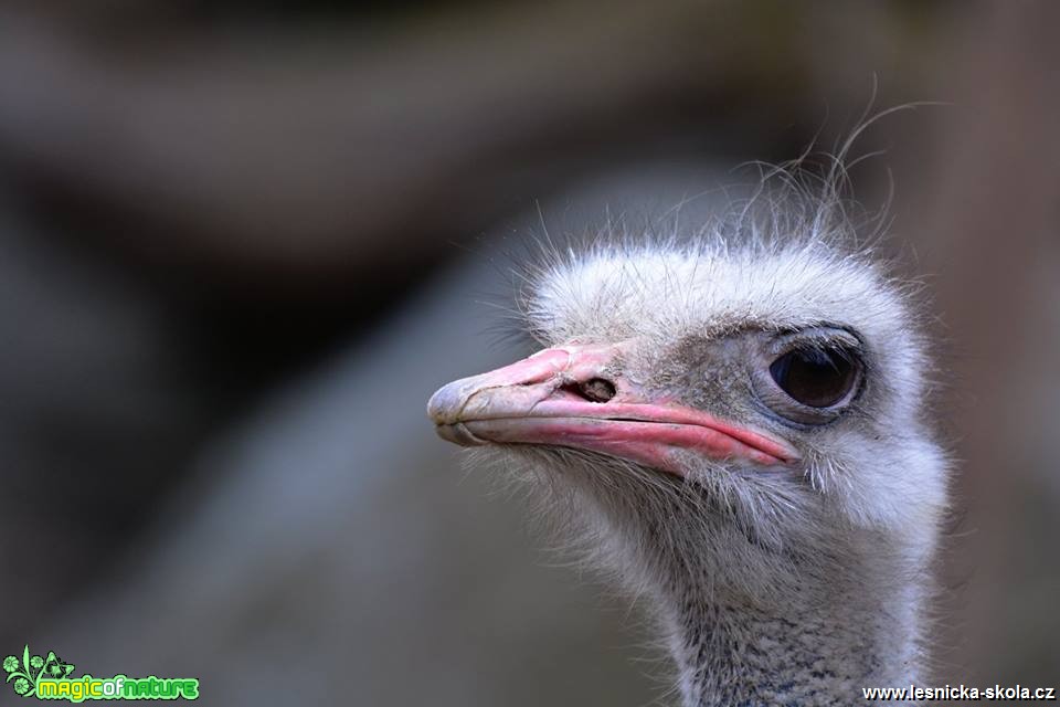 ZOO Jihlava - Foto Marie Vykydalová 0419 (2)