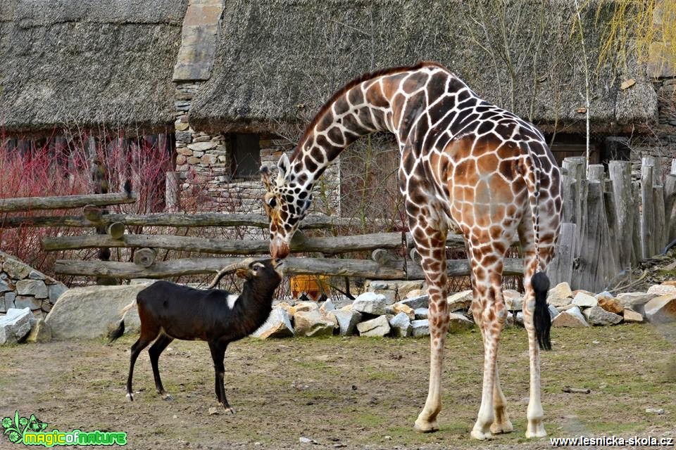 ZOO Jihlava - Foto Marie Vykydalová 0419 (4)