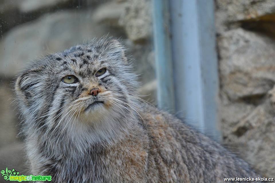 ZOO Jihlava - Foto Marie Vykydalová 0419 (6)