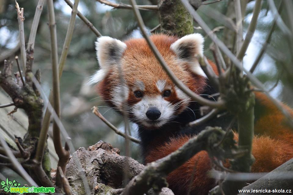 ZOO Jihlava - Foto Marie Vykydalová 0419 (9)