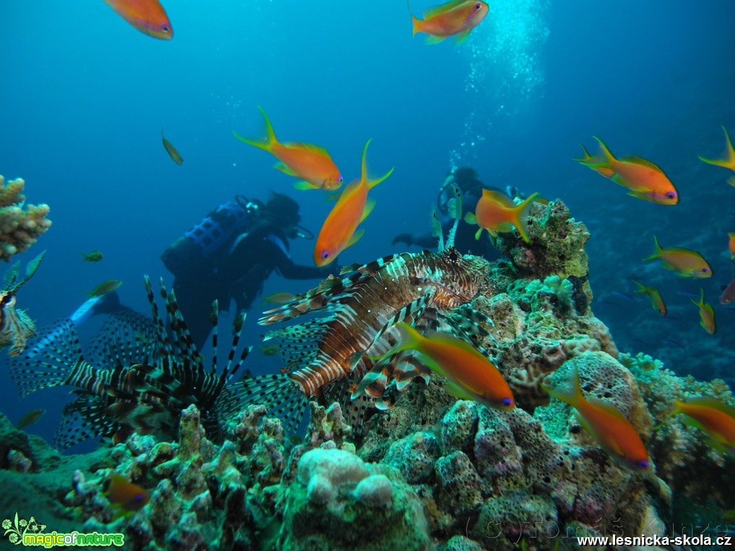 Bohatý a barevný svět Rudého moře - Foto Tomáš Kunze 0519 (12)