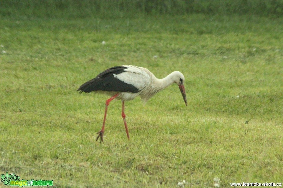 Čáp bílý ráno na louce - Foto Ladislav Jonák 0519