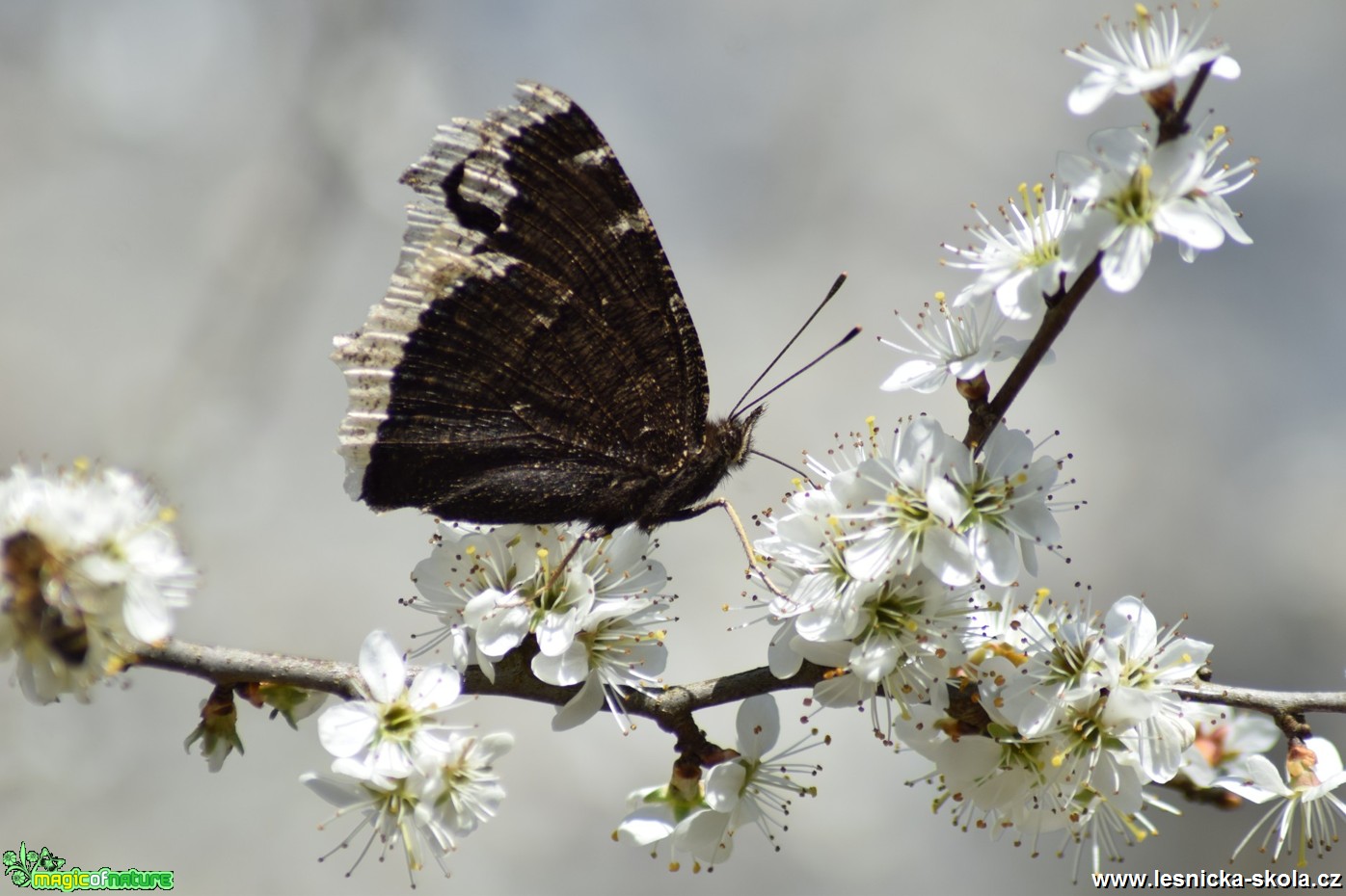 Babočka osiková - Nymphalis antiopa - Foto Marie Žďánská 0519 (1)