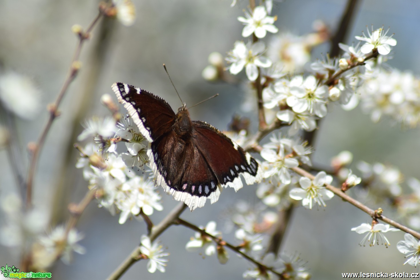 Babočka osiková - Nymphalis antiopa - Foto Marie Žďánská 0519 (3)