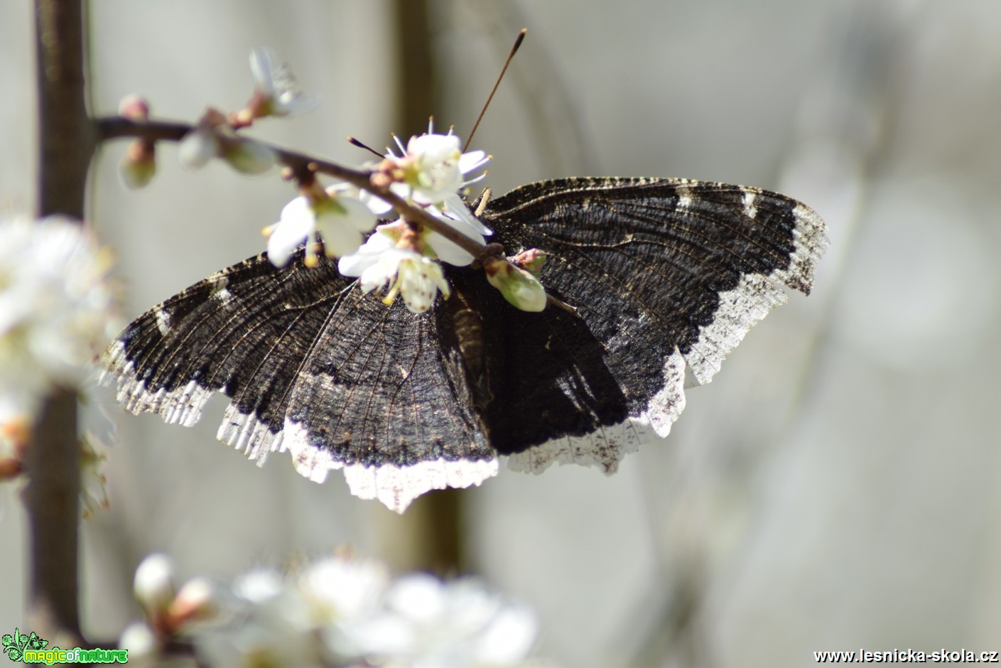 Babočka osiková - Nymphalis antiopa - Foto Marie Žďánská 0519 (4)