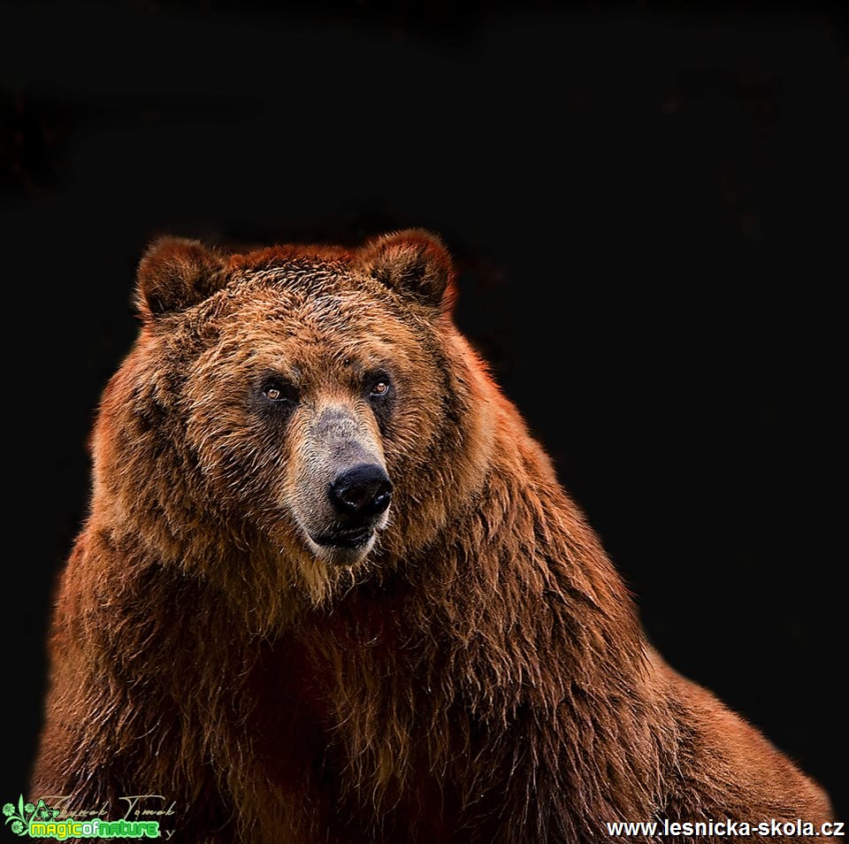 Medvěd hnědý - ZOO Děčín - Foto Zbyněk Tomek 0619