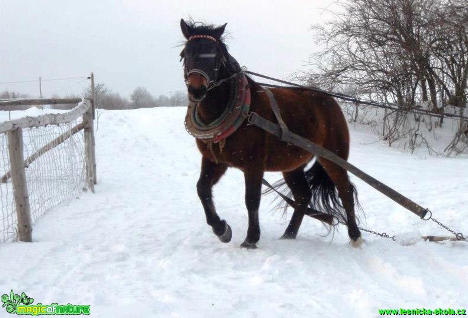 Život s koňmi - Foto Gabriela Richtrová (2)